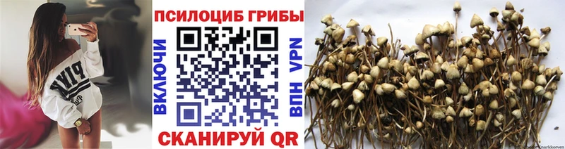 Купить  Сухой Лог  Псилоцибиновые грибы Psilocybine cubensis 